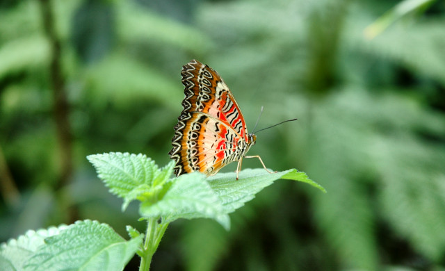 Schmetterling