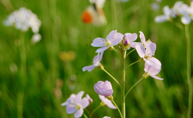 Blumenwiese mit Schmetterling