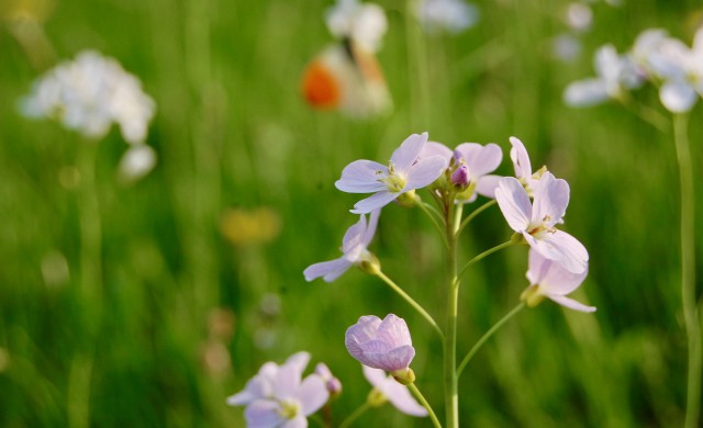 Blumen mit Schmetterling