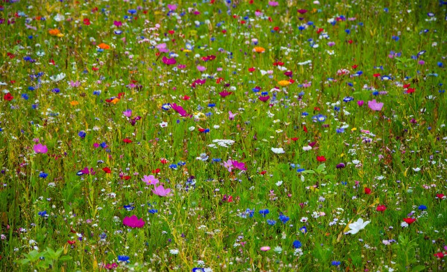 Blumenwiese