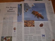 Zeitungsbild Bienen-Artikel HAZ 