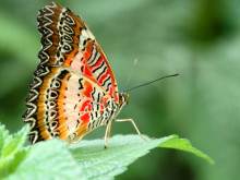 Schmetterling