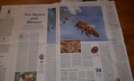 Zeitungsbild Bienen-Artikel HAZ 