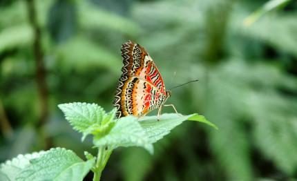 Schmetterling